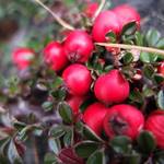 DSCF7496 1024x768