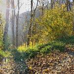 IMG 7630 (1500x332)